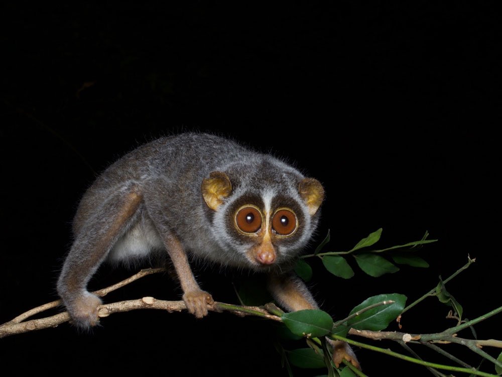 The Enigmatic Gray Slender Loris of Sri Lanka