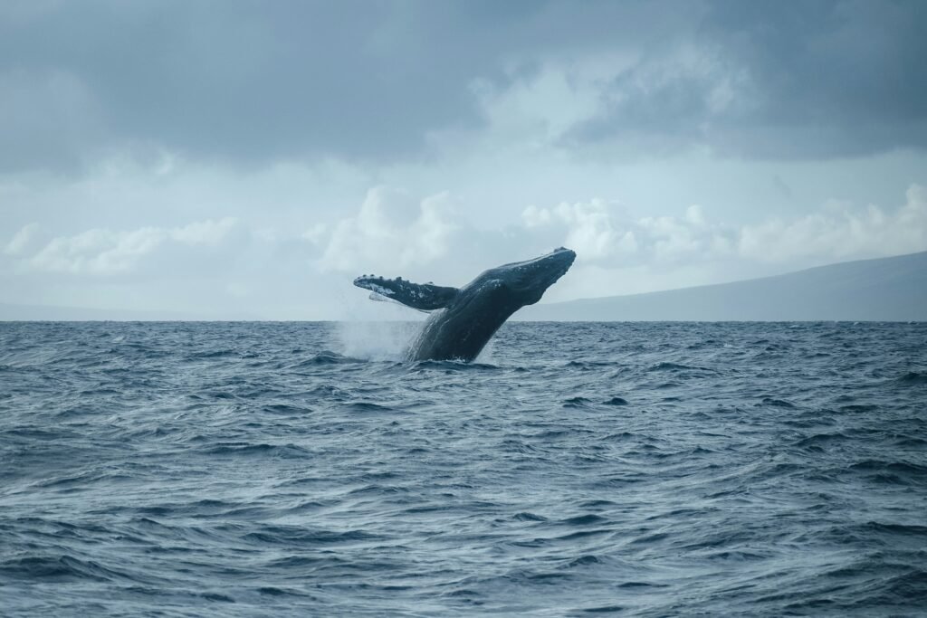 Whales of Sri Lanka: Giants of the Deep